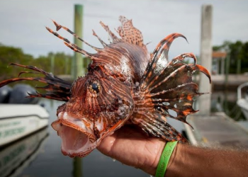 OAB aciona Ministério do Meio Ambiente e IBAMA para conter avanço peixe-leão no litoral paraibano