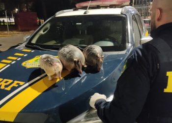 PRF prende homem por caça de tatus em Dom Pedro de Alcântara/RS
