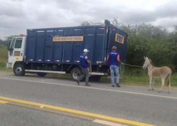 Prefeitura de Lucena autoriza sacrifício de animais soltos em vias públicas
