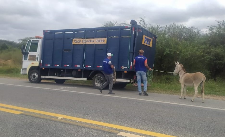 Prefeitura de Lucena autoriza sacrifício de animais soltos em vias públicas