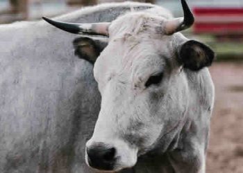 Bandidos furtam 18 bovinos no Sítio Pedra D’água, zona rural de Condado