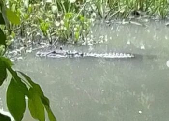 Jacaré de quase 2 metros é visto em canal do Parque Parahyba, no Bessa