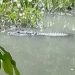 Jacaré de quase 2 metros é visto em canal do Parque Parahyba, no Bessa