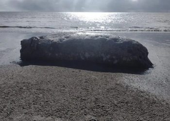 Restos de baleia são encontrados pela segunda vez em dez dias no Litoral da Paraíba