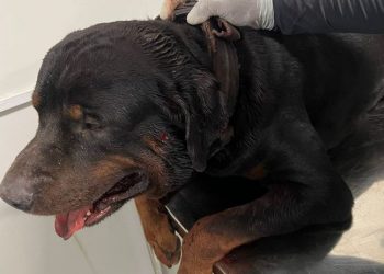 PM é identificado como dono do cachorro baleado no Colinas do Sul, em João Pessoa