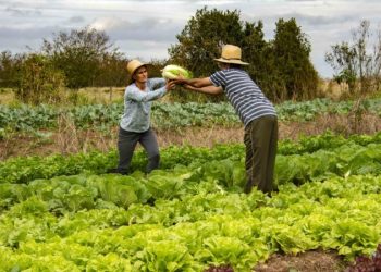 Juiz Ferreira Jr destaca papel da Justiça Eleitoral no combate a fraudes à cota de gênero