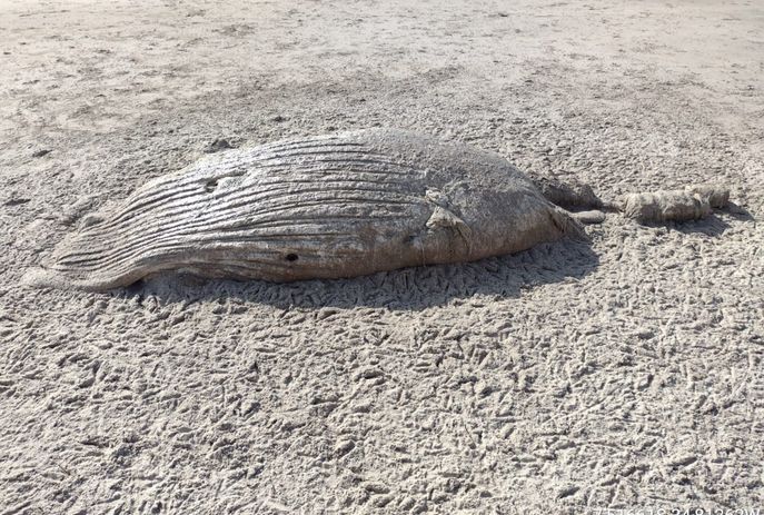 Carcaças de baleias são encontradas em praias da Paraíba