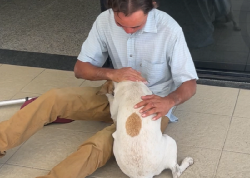 Após 11 dias internado, tutor reencontra cadela que o esperou em frente a hospital