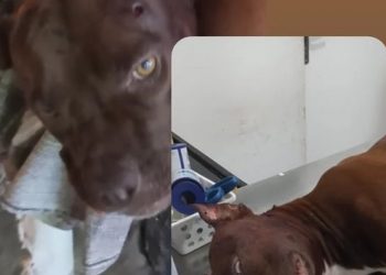 Cadelinha é baleada durante tiroteio no bairro do Rangel, em João Pessoa