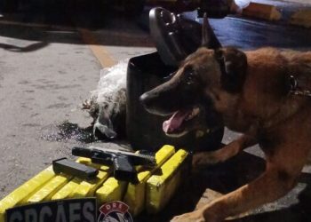 Com apoio de cães farejadores, polícia encontra maconha escondida em ônibus na PB