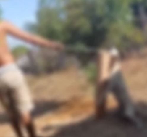 Homem que torturou cachorro é encaminhado para presídio na PB