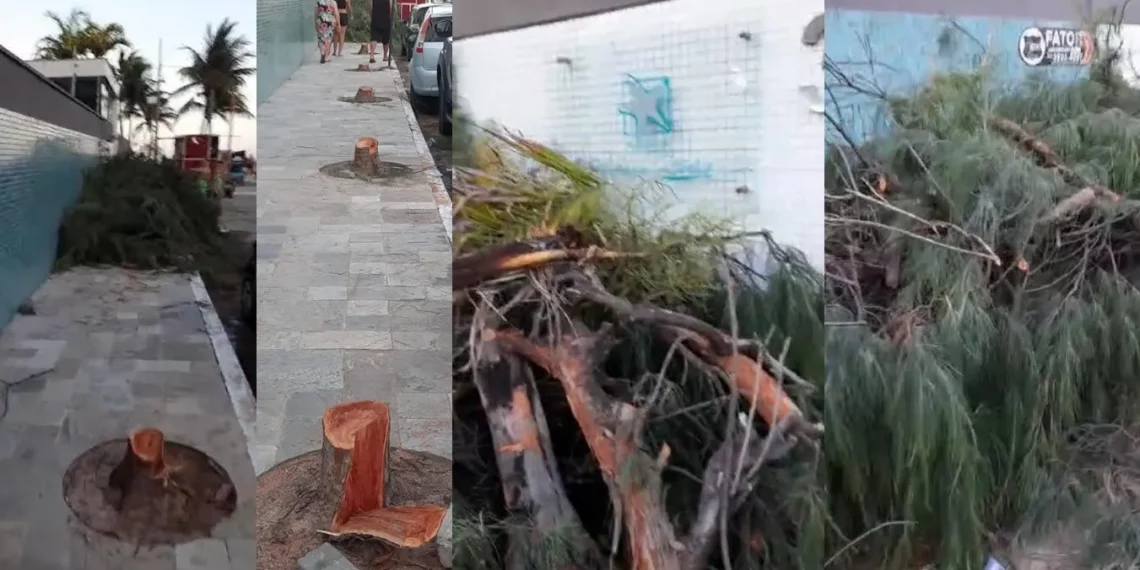 Moradores denunciam corte de árvores na calçada de condomínio de luxo em praia de Cabedelo