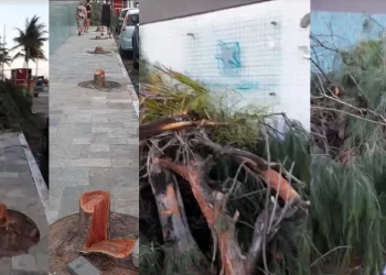 Moradores denunciam corte de árvores na calçada de condomínio de luxo em praia de Cabedelo
