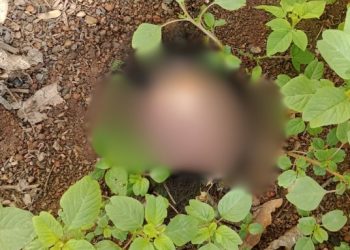 Mulher tem couro cabeludo arrancado a faca em Bananeiras; polícia investiga o caso