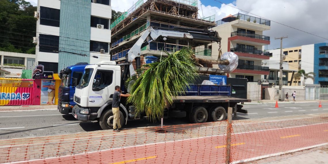 Semam realiza plantação de coqueiros adultos na praia do Cabo Branco e leva mais conforto térmico para a região