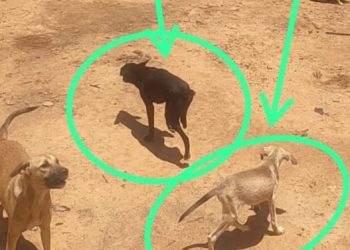 Prefeita de Juru é denunciada no MPPB por descumprir TAC de proteção a animais de rua