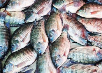 Prefeituras compram, da mesma empresa, quilo do peixe com quase R$ 10 de diferença, na Paraíba