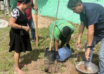 Semam planta 140 novas árvores nas calçadas e canteiro central da Avenida Ruy Carneiro