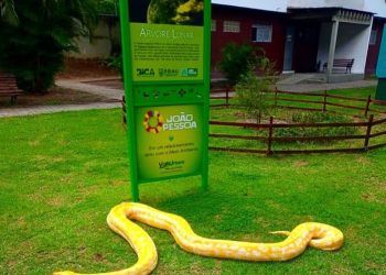 Cobra Píton resgatada em local de chacina é levada para a Bica