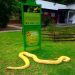 Cobra Píton resgatada em local de chacina é levada para a Bica