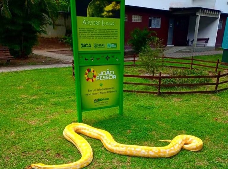 Cobra Píton resgatada em local de chacina é levada para a Bica