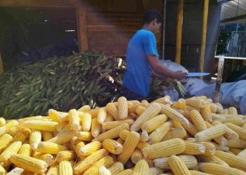 Aumenta a procura por milho nos mercado públicos de João Pessoa