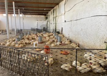 Empresário preso suspeito de sonegar R$ 17 milhões usava até CPF de defuntos