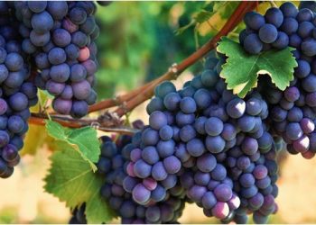 Criança morre engasgada com uva, na Paraíba