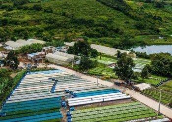 Terceira suspeita do golpe milionário em cultivo hidropônico se entrega à polícia na PB