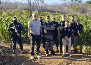 Operação policial destrói mais de 60 mil pés de maconha no interior da Paraíba
