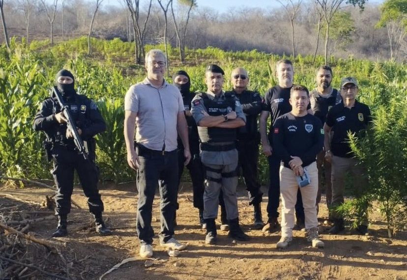Operação policial destrói mais de 60 mil pés de maconha no interior da Paraíba