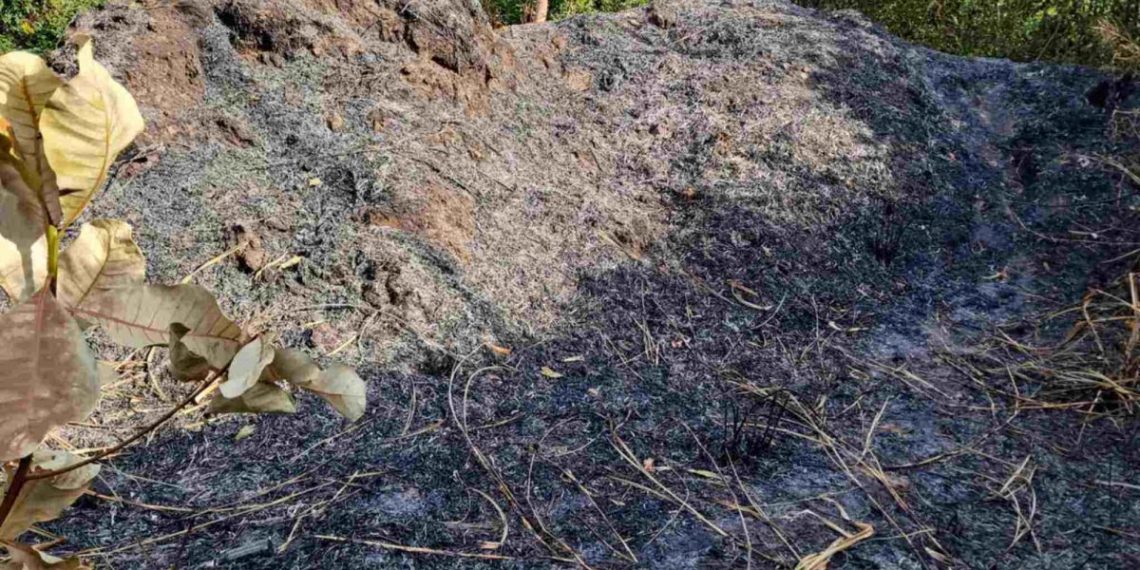 Corpo é encontrado carbonizado dentro de mata em João Pessoa; polícia investiga