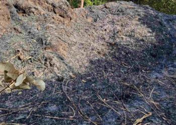 Corpo é encontrado carbonizado dentro de mata em João Pessoa; polícia investiga