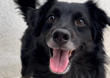 Paraíba Pet inicia novo ciclo de cadastros e atualização para castração de animais