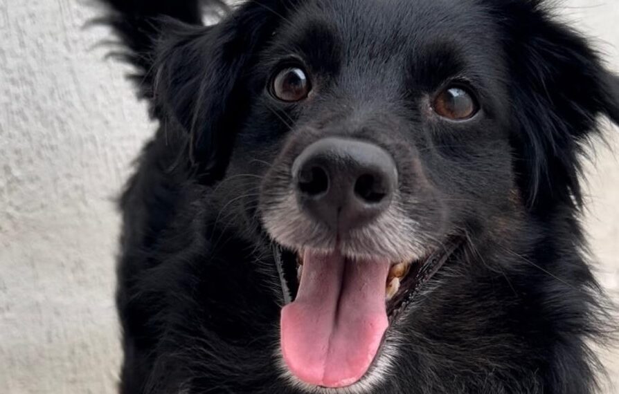 Paraíba Pet inicia novo ciclo de cadastros e atualização para castração de animais