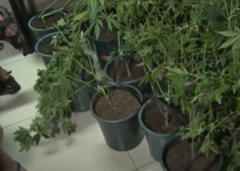 Plantação de maconha é apreendida e 7 pessoas presas durante operação conjunta, em João Pessoa