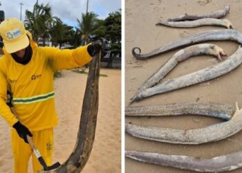 Peixes mortos voltam a ser encontrados nas praias de João Pessoa