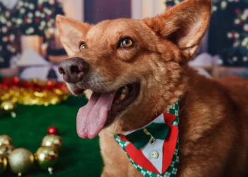 Animais domésticos terão direito a RG com cadastro nacional