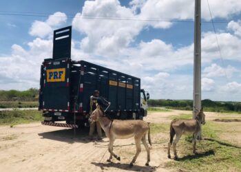 MPPB sugere apreensão de animais soltos em rodovias de Santa Rita, na Grande JP