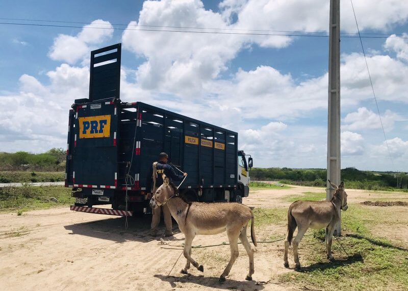 MPPB sugere apreensão de animais soltos em rodovias de Santa Rita, na Grande JP