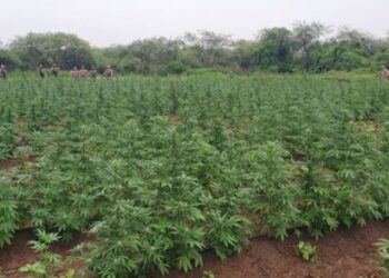 Cem mil pés de maconha são incinerados em ação da PF no Sertão