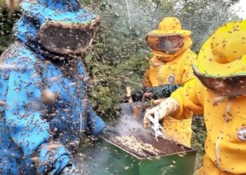 Rota do Mel é lançada na Paraíba para fortalecer cadeia produtiva e gerar renda no semiárido