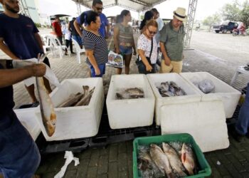 Prefeitura promove Semana do Pescado e garante preços acessíveis na Cecaf
