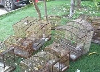 Polícia Ambiental apreende 14 aves silvestres em cativeiro em bairro de João Pessoa