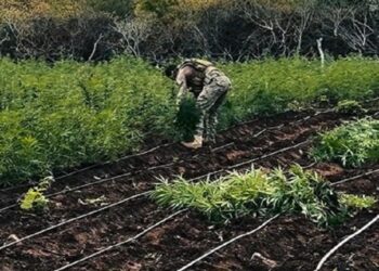 Policial militar, ex-vereador e outros cinco homens são presos em plantação de maconha em Taperoá