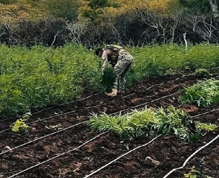 Policial militar, ex-vereador e outros cinco homens são presos em plantação de maconha em Taperoá