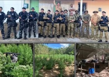 Plantio com cerca de 10 mil pés de maconha é encontrado no Sertão do Estado