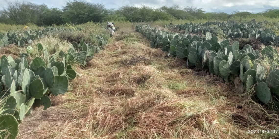 Governo realiza Dia de Campo sobre sistema de produção de palma forrageira