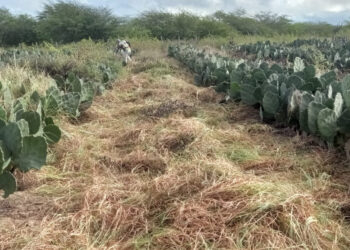 Governo realiza Dia de Campo sobre sistema de produção de palma forrageira