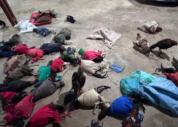 Polícia Civil acaba com um campeonato de rinhas de galos em Princesa Isabel